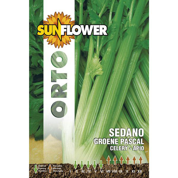 SEMENTI SEDANO VERDE PASCAL SUNFLOWER